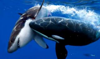 虎鲸宝宝出生200公斤 虎鲸宝宝出生200公斤