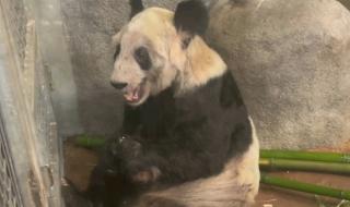 熊猫丫丫最新情况