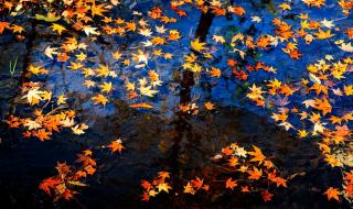 月光所照皆是故乡