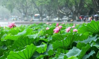 什么时候出梅今年 什么时候出梅今年