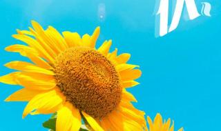 三伏天从哪天开始