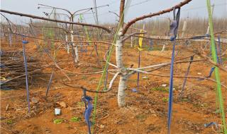 一伏多少天? 一伏多少天?