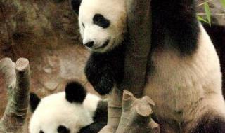 熊猫乐乐身上的血洞