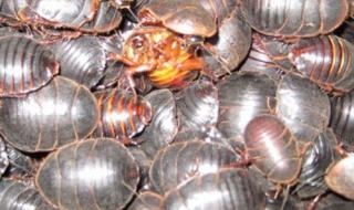 土元养殖是真的吗 土元养殖是真的吗