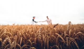 新小麦多少钱一斤 新小麦多少钱一斤